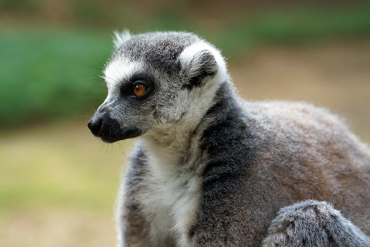 lemur 7408698