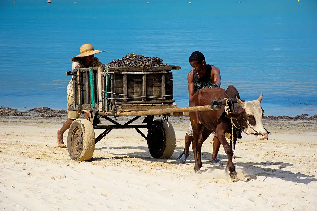 animals 4606461